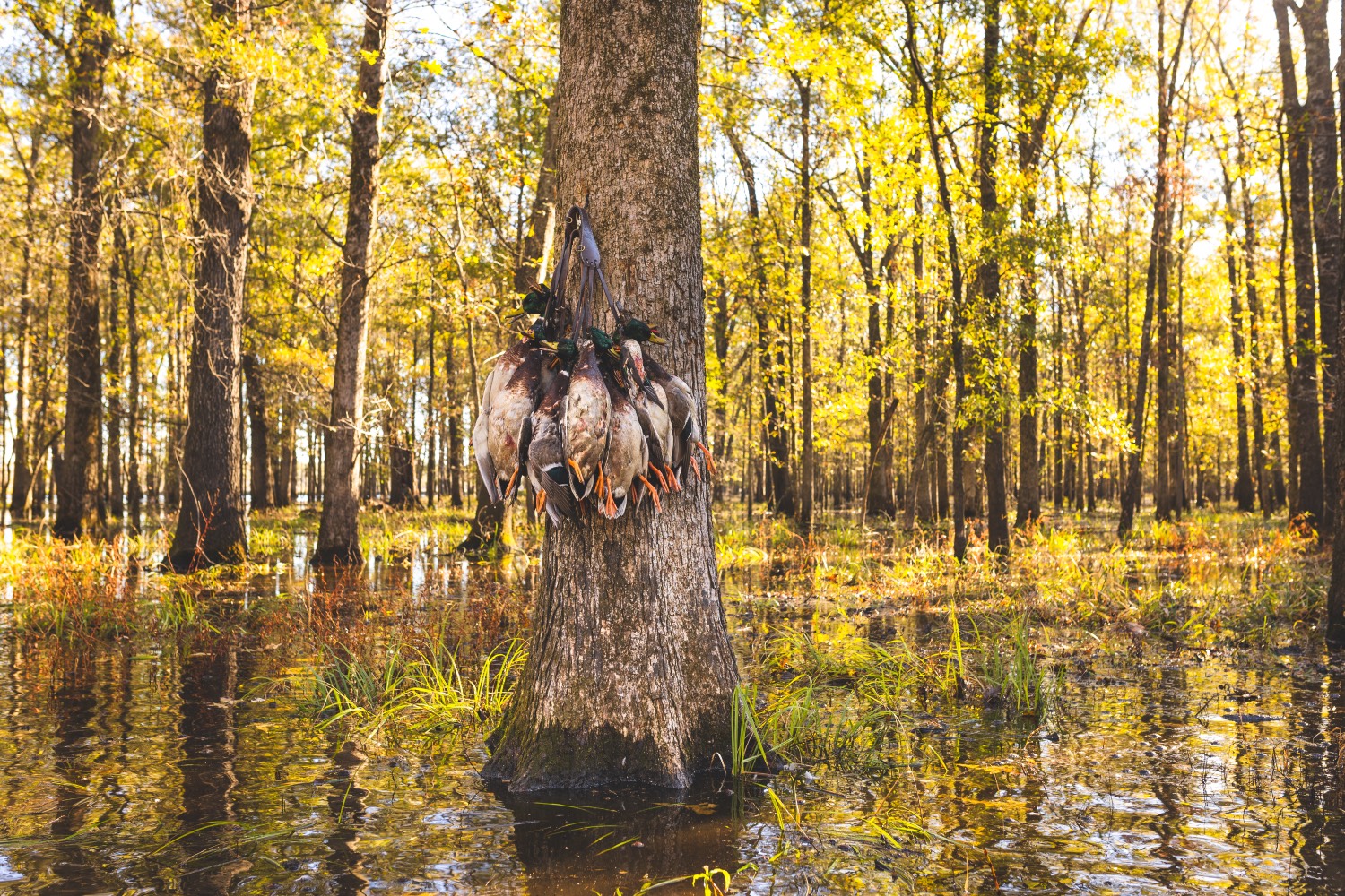 The History of the Legendary Bayou Meto WMA | Mossy Oak